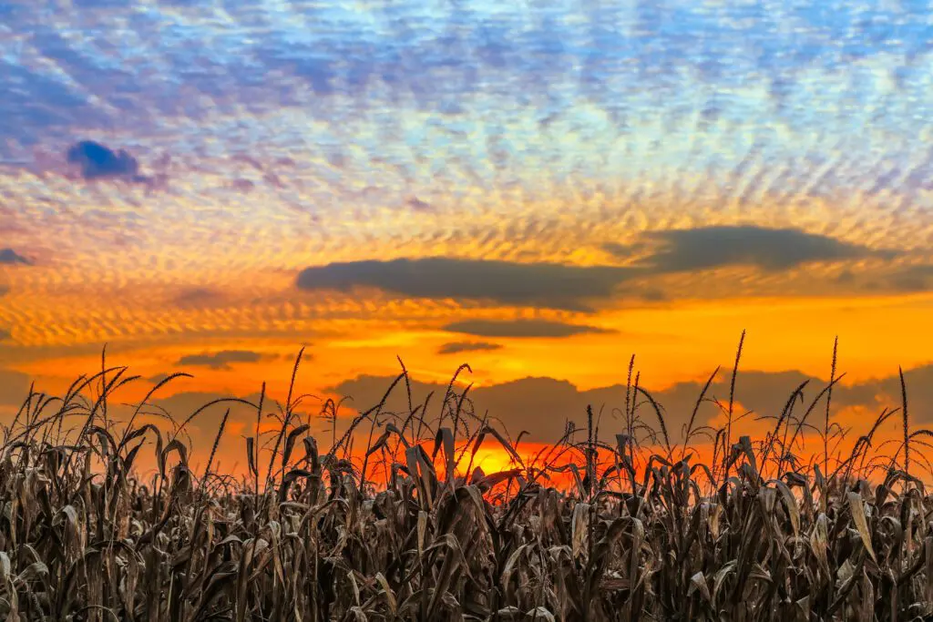 dentist near me dentist in Southport